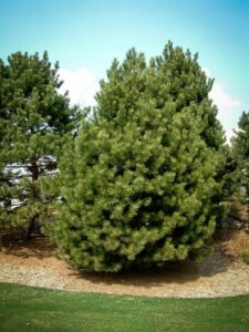 Сосна Чёрная (Pinus Nigra) купить по цене от 270.00р. в интернет-магазине «Посадика» с доставкой почтой в в Ейске и по всей России – [изображение №1].