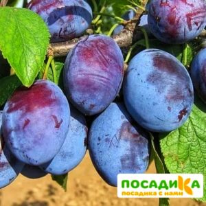 Слива Чачакская ранняя купить по цене от 229.00р. в интернет-магазине «Посадика» с доставкой почтой в в Ейске и по всей России – [изображение №1].