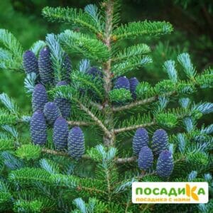 Пихта корейская (Abies koreana) купить по цене от 450.00р. в интернет-магазине «Посадика» с доставкой почтой в в Ейске и по всей России – [изображение №1].