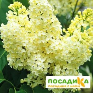 Сирень Примроуз (Primrose) купить по цене от 529.00р. в интернет-магазине «Посадика» с доставкой почтой в в Ейске и по всей России – [изображение №1].