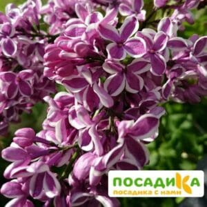 Сирень Сенсация купить по цене от 529.00р. в интернет-магазине «Посадика» с доставкой почтой в в Ейске и по всей России – [изображение №1].