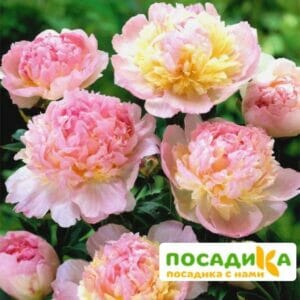 Пион Распберри Сандей (Paeonia Raspberry Sundae) купить по цене от 959р. в интернет-магазине «Посадика» с доставкой почтой в в Ейске и по всей России – [изображение №1].