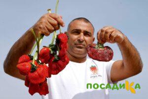 Клубника Гигант Джорнея купить по цене от 266р. в интернет-магазине «Посадика» с доставкой почтой в в Ейске и по всей России – [изображение №1].