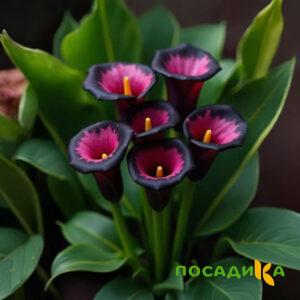 Калла Аура Лейс купить по цене от 400р. в интернет-магазине «Посадика» с доставкой почтой в в Ейске и по всей России – [изображение №1].