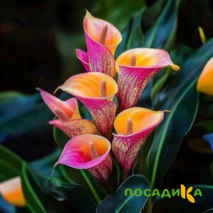 Калла Оникс купить по цене от 450р. в интернет-магазине «Посадика» с доставкой почтой в в Ейске и по всей России – [изображение №1].