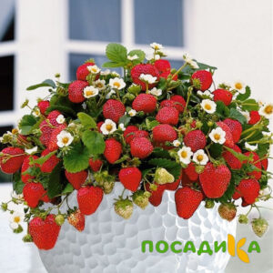 Клубника Рубиновый Шепот (горшечная) купить по цене от 240р. в интернет-магазине «Посадика» с доставкой почтой в в Ейске и по всей России – [изображение №1].