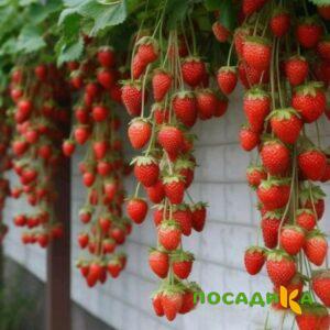 Клубника вьющаяся Комплимент купить по цене от 470р. в интернет-магазине «Посадика» с доставкой почтой в в Ейске и по всей России – [изображение №1].