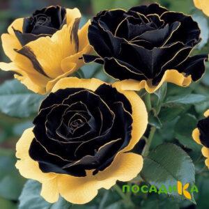 Роза Ханни Сикл купить по цене от 700р. в интернет-магазине «Посадика» с доставкой почтой в в Ейске и по всей России – [изображение №1].