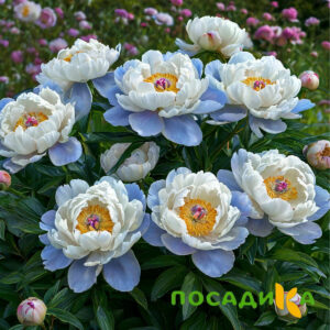 Пион акварельный Этюд купить по цене от 806р. в интернет-магазине «Посадика» с доставкой почтой в в Ейске и по всей России – [изображение №1].