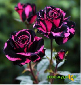 Роза Багровый Шепот купить по цене от 366р. в интернет-магазине «Посадика» с доставкой почтой в в Ейске и по всей России – [изображение №1].