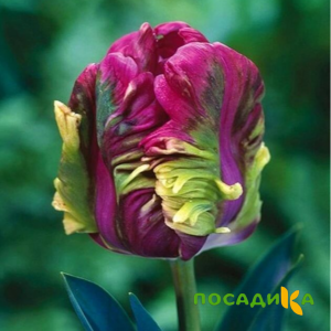 Тюльпан Экзотик Хэвен купить по цене от 186р. в интернет-магазине «Посадика» с доставкой почтой в в Ейске и по всей России – [изображение №1].