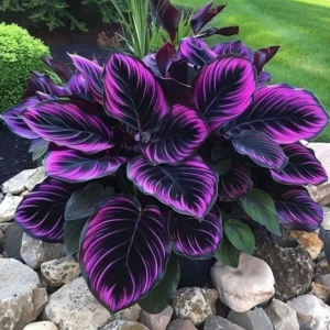 Хоста Люминоза купить по цене от 450р. в интернет-магазине «Посадика» с доставкой почтой в в Ейске и по всей России – [изображение №1].