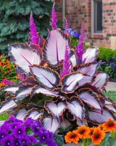 Хоста Кримэн Дрим купить по цене от 549р. в интернет-магазине «Посадика» с доставкой почтой в в Ейске и по всей России – [изображение №1].