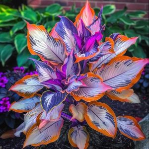 Хоста Эмеральд Тиара купить по цене от 602р. в интернет-магазине «Посадика» с доставкой почтой в в Ейске и по всей России – [изображение №1].