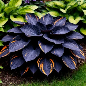 Хоста Умбра купить по цене от 349р. в интернет-магазине «Посадика» с доставкой почтой в в Ейске и по всей России – [изображение №1].