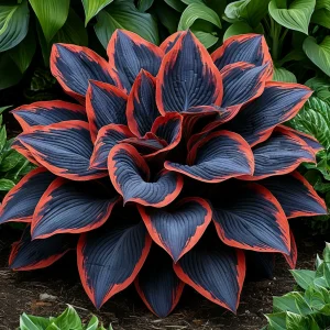 Хоста Солнечный Агат купить по цене от 440р. в интернет-магазине «Посадика» с доставкой почтой в в Ейске и по всей России – [изображение №1].