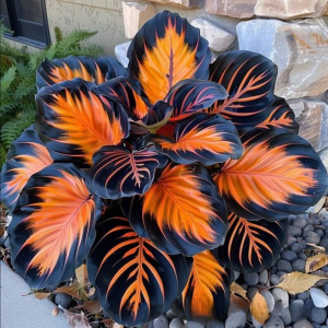 Хоста Сикрет Форест купить по цене от 601р. в интернет-магазине «Посадика» с доставкой почтой в в Ейске и по всей России – [изображение №1].