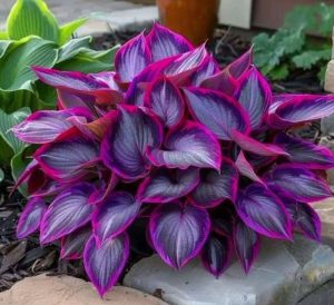 Хоста Сикрет Гарденс купить по цене от 549р. в интернет-магазине «Посадика» с доставкой почтой в в Ейске и по всей России – [изображение №1].